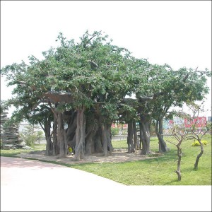 仿真雕塑-榕樹(shù)-FZRS1001